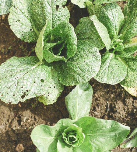 Nos producteurs farming03 free img