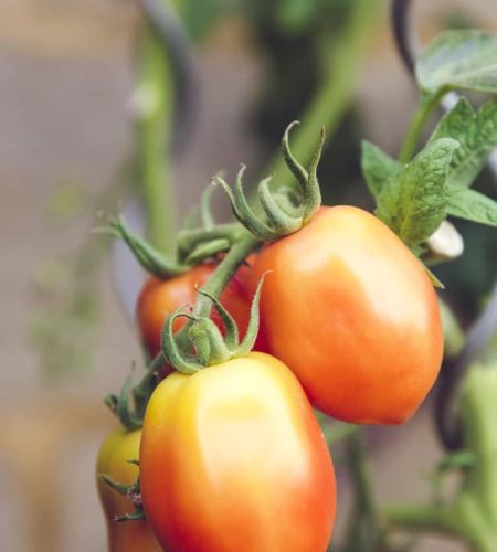 Nos producteurs farming04 free img