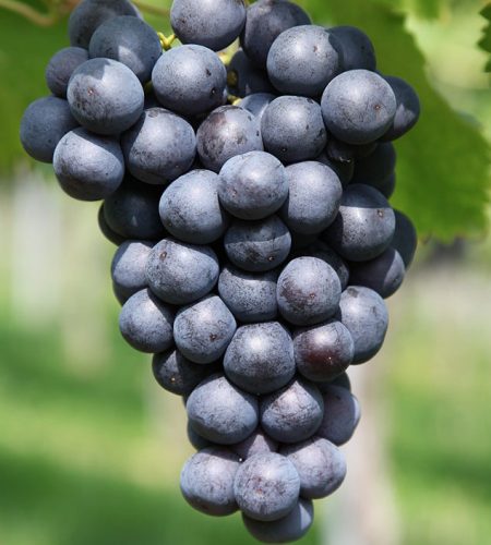 Nos producteurs image 02